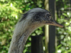 20170527 1761CPw [D~LIP] Emu, Vogelpark Detmold-Heiligenkirchen