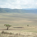 A Herd of Wildebeest at the Bottom of the Ngorongoro Crater