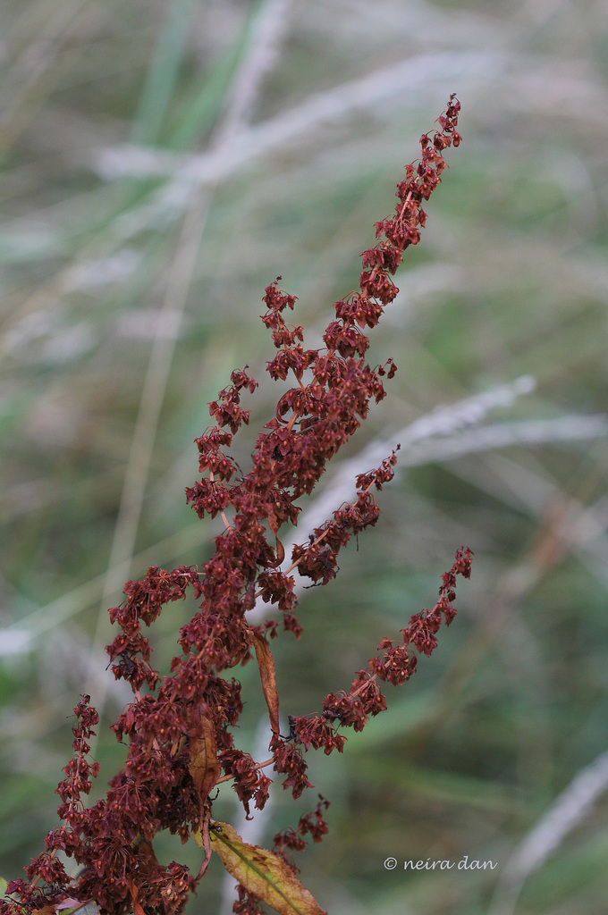 Rumex obtusifolia - Patience , Oseille à feuilles obtuses