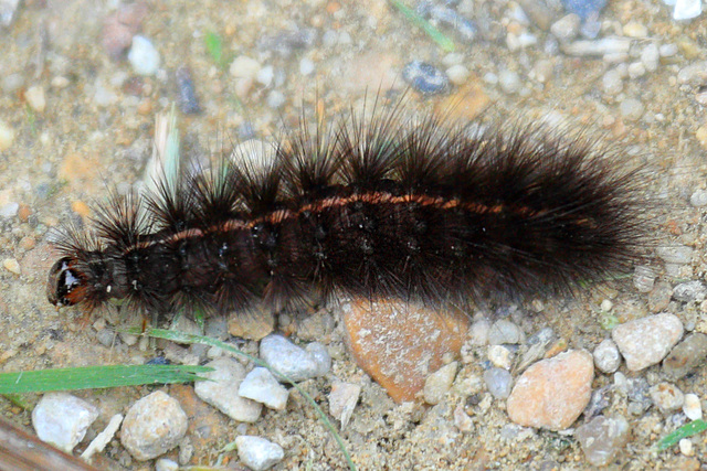 White ermine moth caterpillar