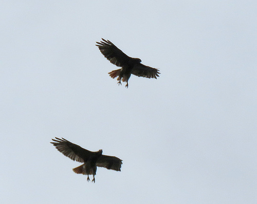 Two Red-tailed Hawk chicks