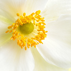 The Center of a White Anemone