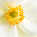 The Center of a White Anemone