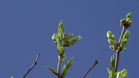 The white lilac starting to show promise