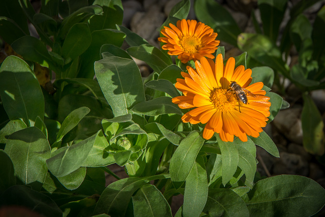 Ringelblume (Calendula officinalis) am 4. Advent