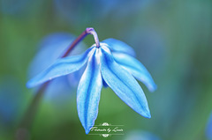 Down & Blue