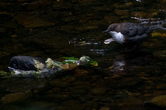 Dipper