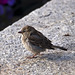 Little ruffled wad - Sparrow