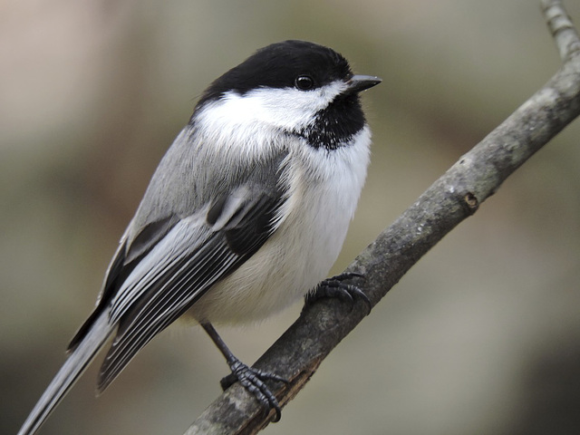 Black-capped Chickadee