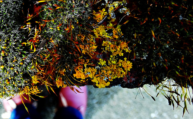 The Little World Of Moss And Lichen
