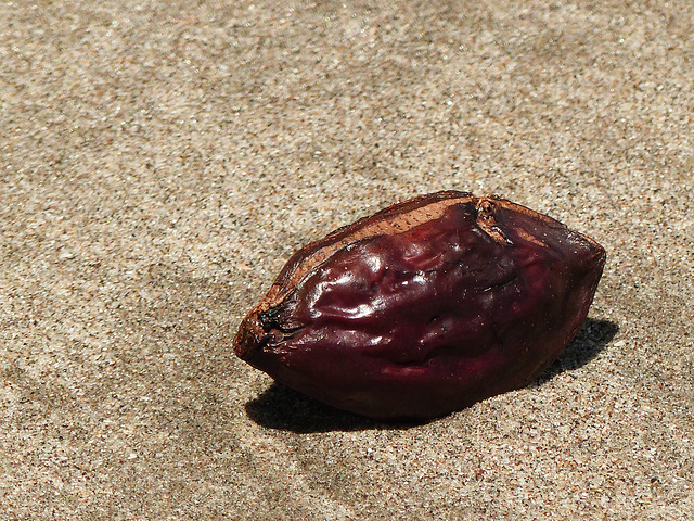 Pod on Manzanilla Beach, Trinidad
