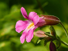 Pink Monkeyflower