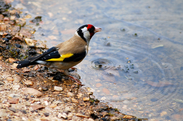 Goldfinch