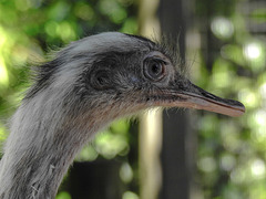 20170527 1762CPw [D~LIP] Emu, Vogelpark Detmold-Heiligenkirchen