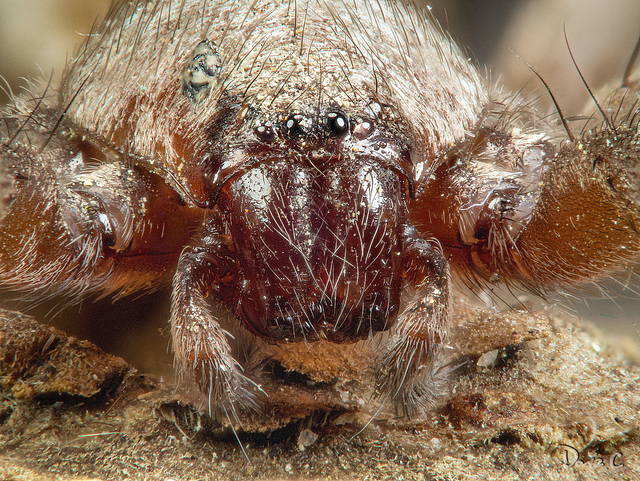 Spider Portrait