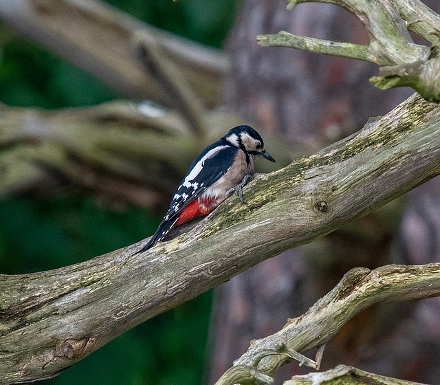 Great spotted woodpecker