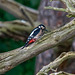 Great spotted woodpecker