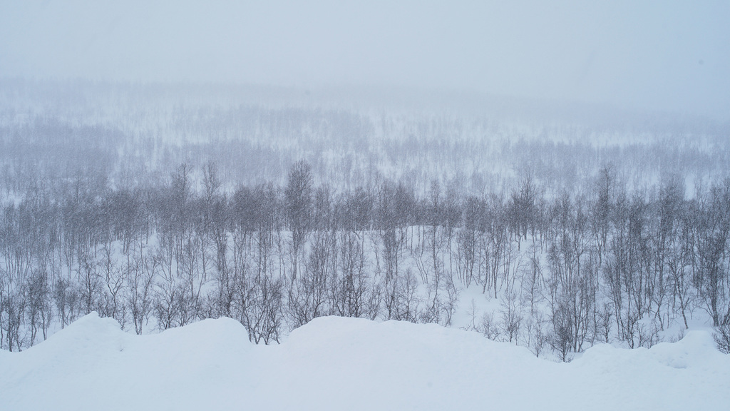 Lapland, Snowing L1008004