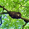 Growth on a branch