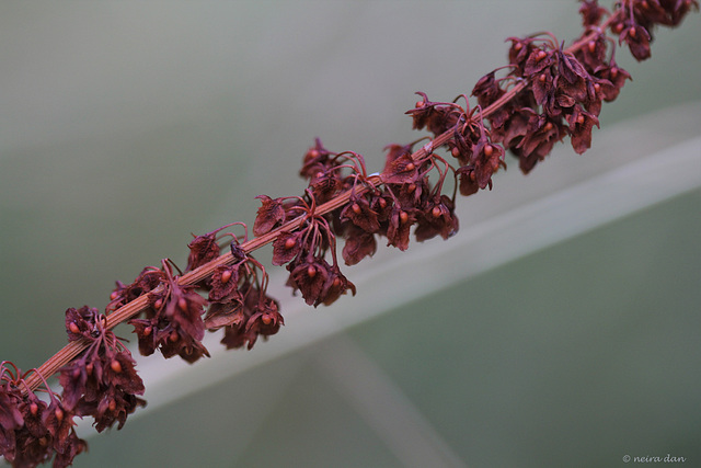 Rumex obtusifolius ; patience , oseille à feuilles obtuses