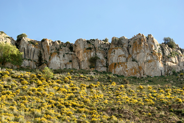 Floraison jaune des Ajoncs envahit tout l'espace.