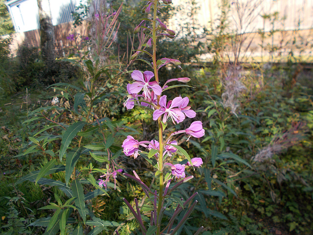 STR - Willowherb