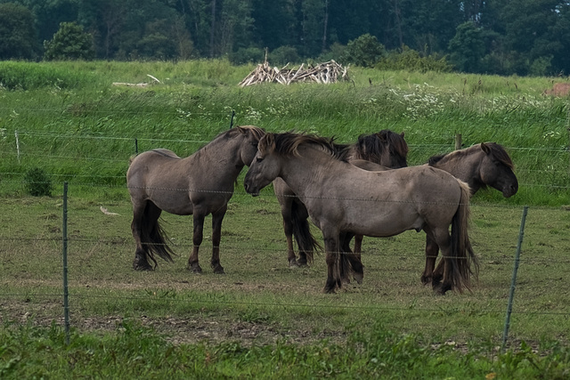 Don’t Feed the Ponies