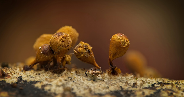 Den Schleimpilz (Trichia botrytis) am Totholz gesehen :)) The slime mold (Trichia botrytis) seen on dead wood :)) La moisissure visqueuse (Trichia botrytis) vue sur du bois mort :)) Den Schleimpilz (Trichia botrytis) am Totholz gesehen :)) The slime mold (Trichia botrytis) seen on dead wood :)) La moisissure visqueuse (Trichia botrytis) vue sur du bois mort :))