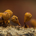Den Schleimpilz (Trichia botrytis) am Totholz gesehen :)) The slime mold (Trichia botrytis) seen on dead wood :)) La moisissure visqueuse (Trichia botrytis) vue sur du bois mort :))