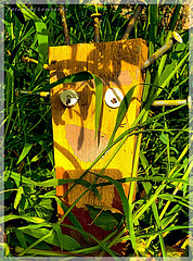 bolt man in the grass