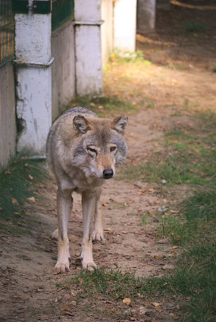 Der Wolf im Białowieża-Urwald