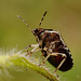 Eysarcoris venustissimus (Woundwort Shieldbug)