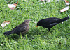 Fütterung eines Jungvogels
