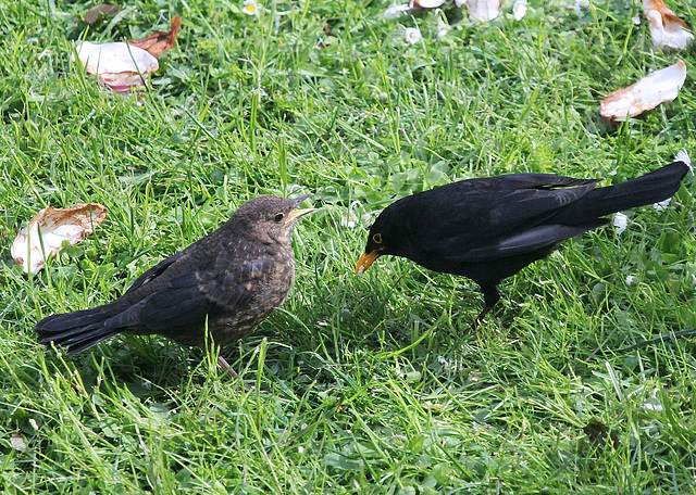 Fütterung eines Jungvogels