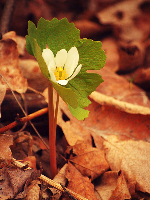 bloodroot blooming