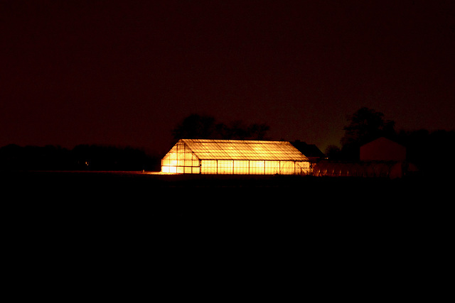 Orange house