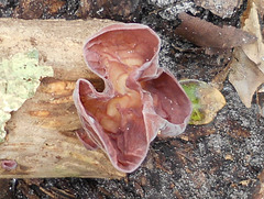 DSCN2039a - fungo orelha-de-judas Auricularia fuscosuccinea, Auriculariales  Agaricomycetes Basidiomycota