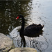 The Black Swan...