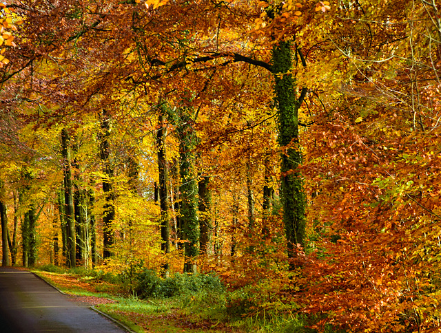 The Road to Longleat!