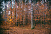 Forêt de Fontainebleau