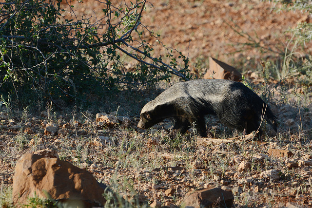 Namibia, The Honey Badger