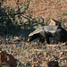 Namibia, The Honey Badger