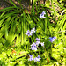 The bluebells on my driveway