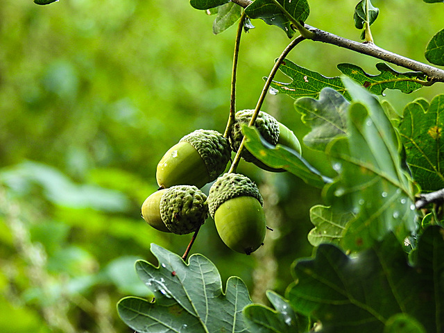 20220908 1702CPw [D~LIP] Stiel-Eiche (Quercus robur), Frucht, UWZ, Bad Salzuflen