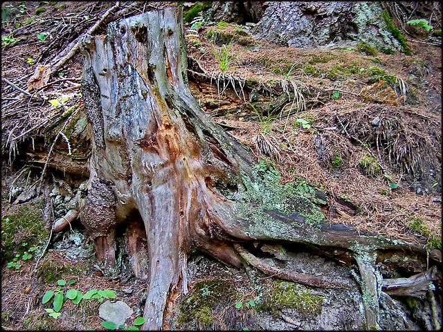 Il passato ...nel bosco