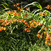 STR - montbretia