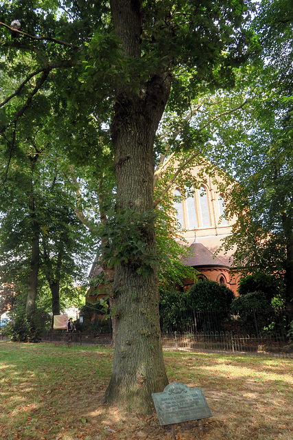 IMG 2553-001-Edward VII Coronation Tree