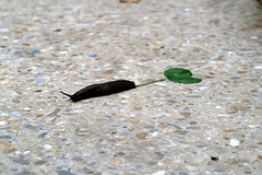 IMG 3044-001-Slimy Slug