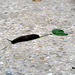 IMG 3044-001-Slimy Slug