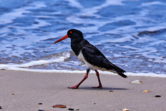 Australian Pied Oystercatcher